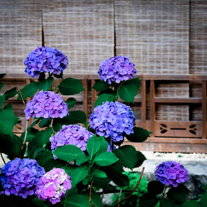 京都あさひ屋－Kyoto Asahiya