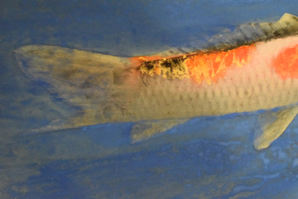 Japanese Hanging Scroll - Varicolored Carp